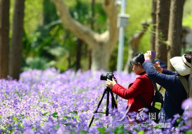 南京:游紫色花海 享校园春光