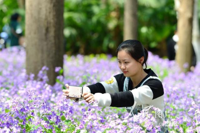 南京:游紫色花海 享校园春光