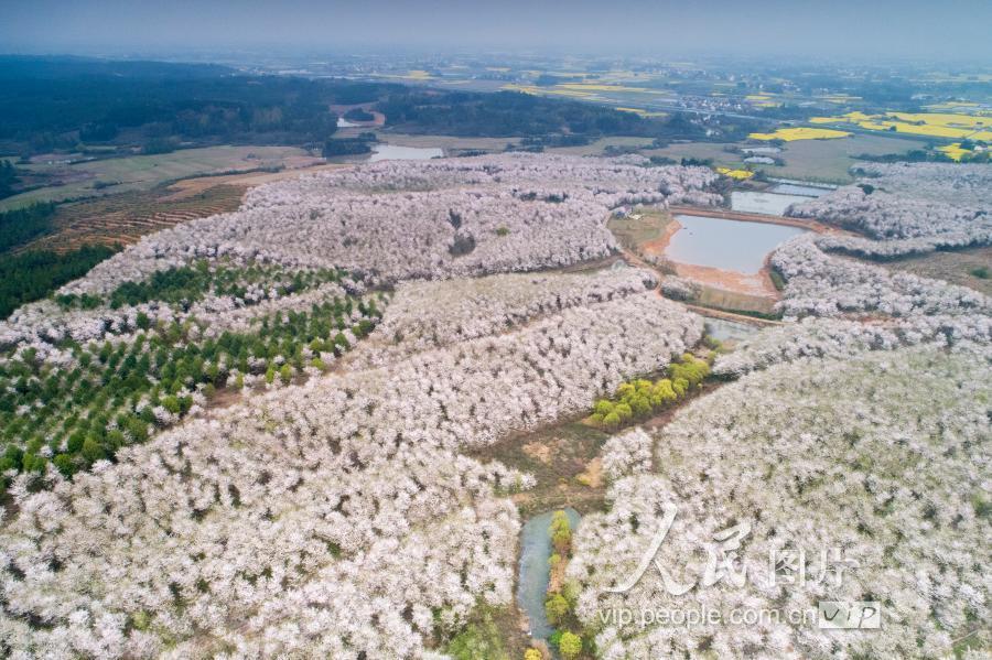 安徽郎溪:千亩樱花盛开 花海如云似雪