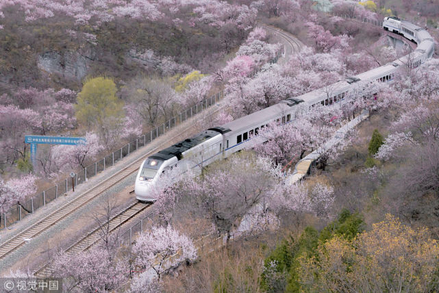 北京京郊s2线沿线山花盛开,一列驶往春天的火车