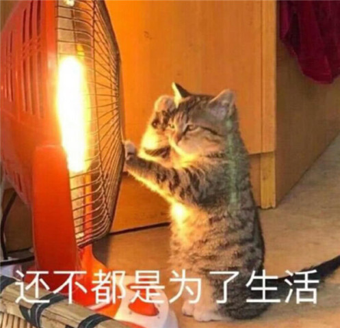 可爱猫咪表情包,我也不想这样啊,还不都是为了生活