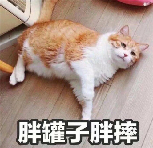 可爱猫咪表情包,我也不想这样啊,还不都是为了生活