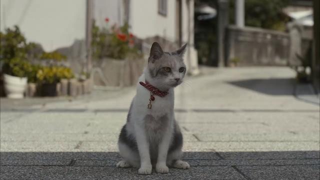 日本影视中的喵星人 这个 猫奴 国度的吸猫治愈片 看点快报