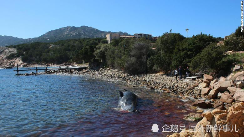 怀孕抹香鲸被发现死在岸边 胃中竟发现44斤塑料垃圾