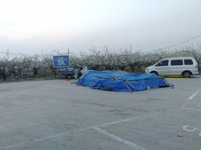 虞城万亩梨园突发尘卷风24小时后:游客数量明