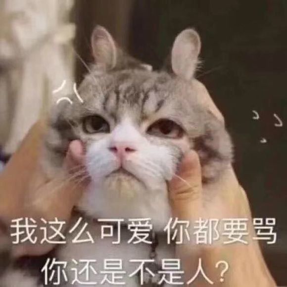 可爱猫咪搞笑表情包:摸摸委屈的你,希望你过得很好!
