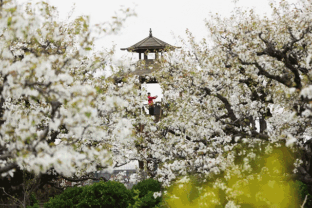 共赴好春光,宿迁这场"花瓣雨"等着你!