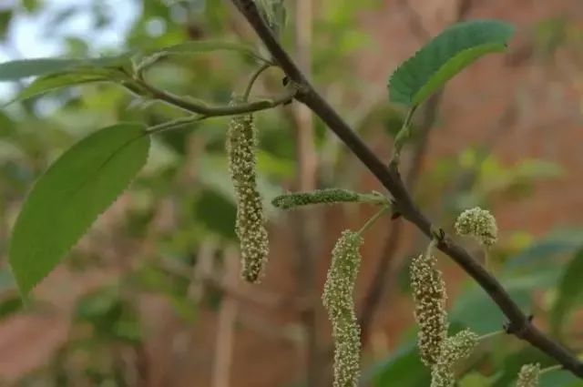" 楮不揪" 有点像毛毛虫一样的 "楮不揪" 其实是楮树的花穗 楮树