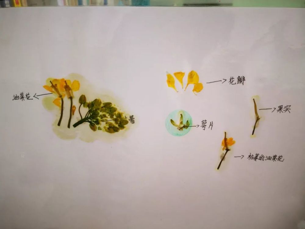 探秘春天 油菜花标本制作活动 通过观察,关注油菜花的生长过程,可以