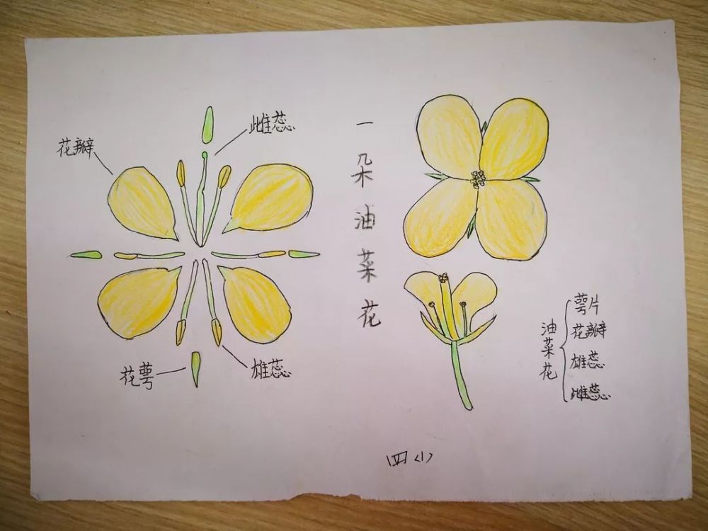 探秘春天 油菜花标本制作活动 通过观察,关注油菜花的生长过程,可以