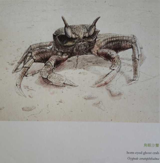 让我们一起到海边寻找幽灵蟹