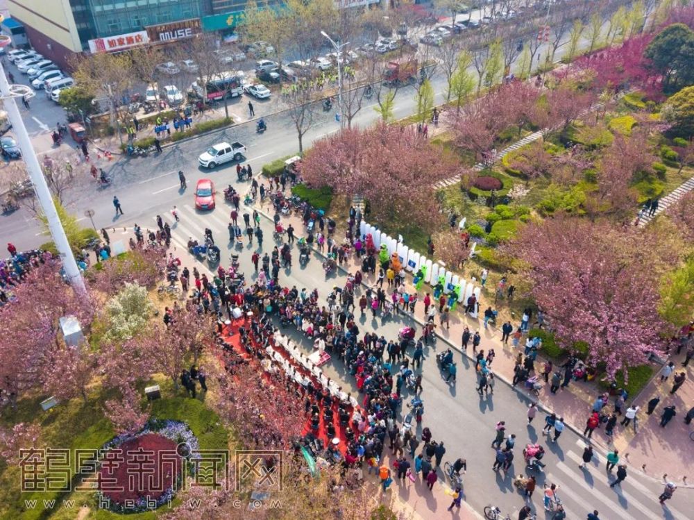 樱花节今日开幕!鹤壁"最美樱花大道"成打卡圣地