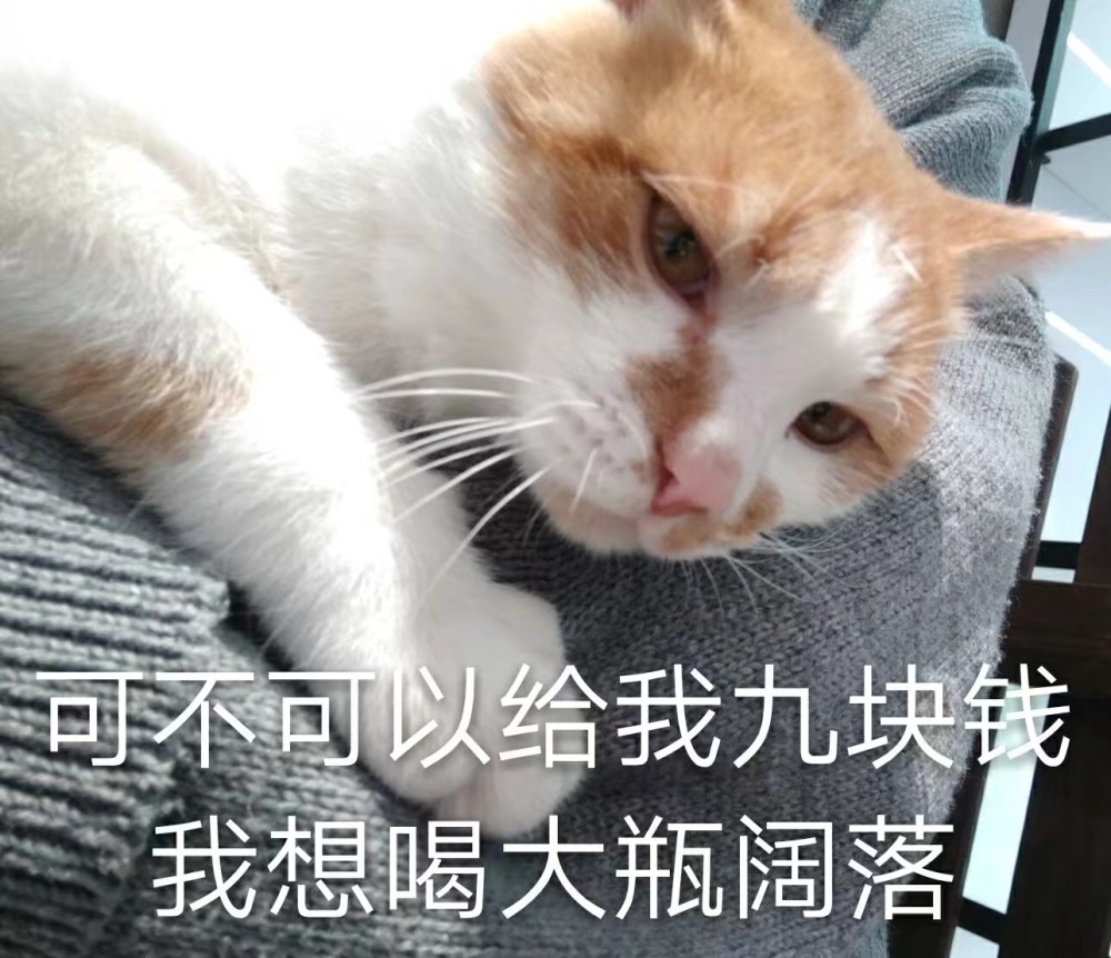 可爱猫咪搞笑表情包:给我九块钱,想喝大瓶可乐!