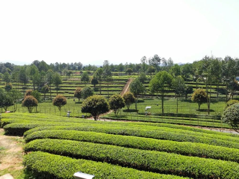 湘丰aaa级茶文化主题景区