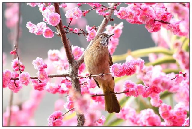 春天来了百花齐放鸟语花香真美啊!
