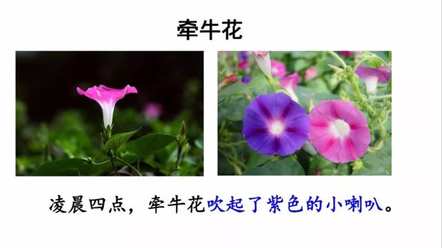 语文三年级下册(部编版)课文13《花钟》知识点 图文