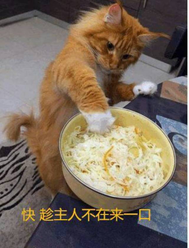 动物趣图:贪吃猫日常,看了都忍不住笑!萌化了