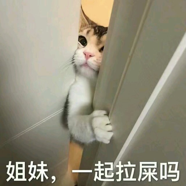 搞笑可爱的小猫表情包,姐妹,一起拉屎吗