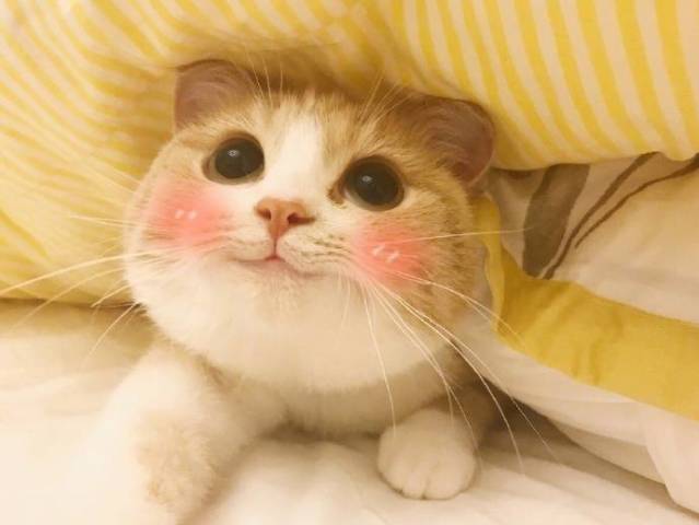 一波猫咪表情包来袭,但是你要知道它可不是乳白