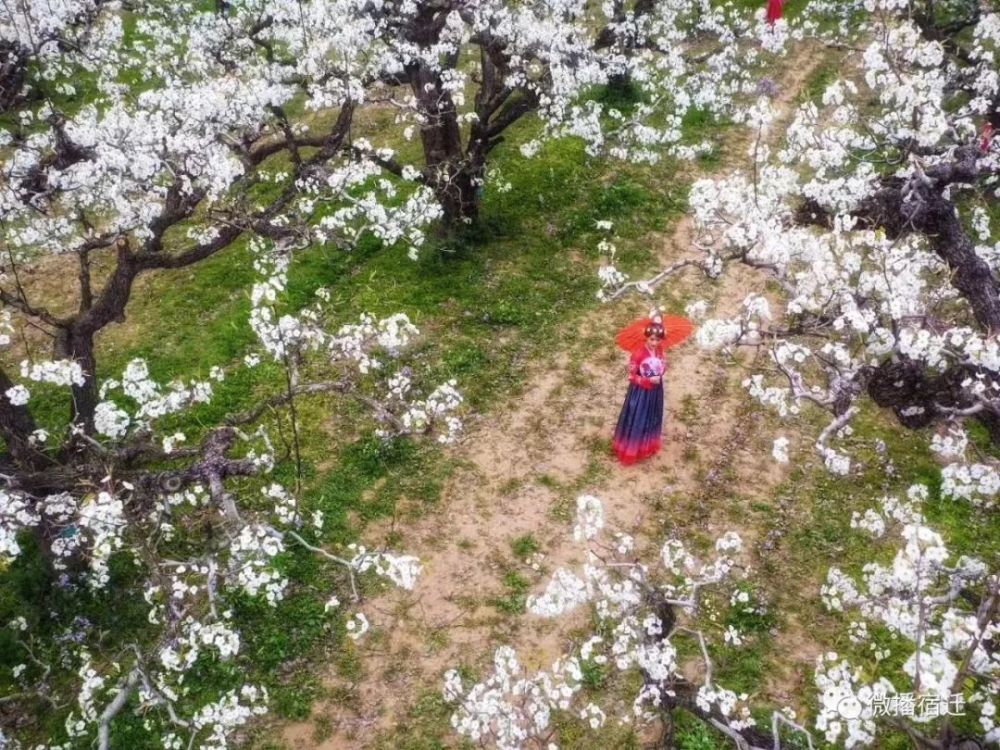 宿豫区梨园湾 万亩梨花等你来赏