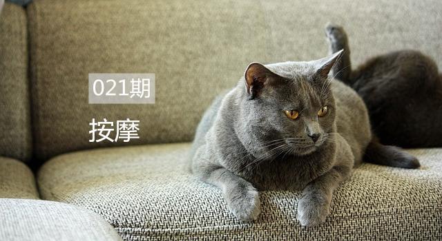 给猫做按摩 讲究有很多 了解这些知识更容易培养人猫感情 看点快报