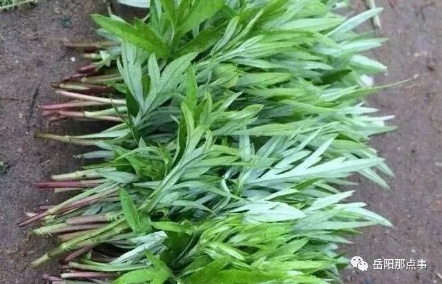 采些艾草或浆麦草,也可用其他绿叶蔬菜洗净