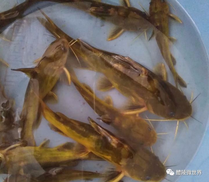 2,黄鸭叫