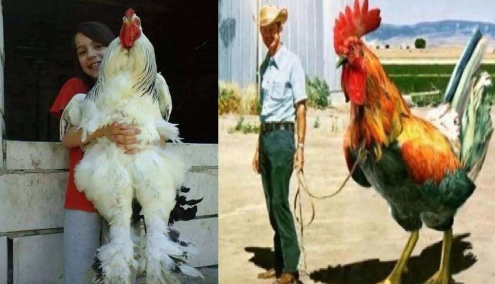 世界上体型最大的鸡,能长到10岁小孩的身高,曾经被用来拉车