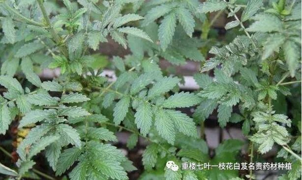 1,石见穿