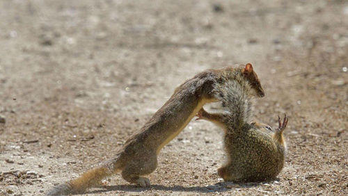 松鼠和黄鼠狼看图猜成语_黄鼠狼和松鼠照片(2)