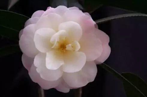 童子面茶花:粉白色的花略带红晕