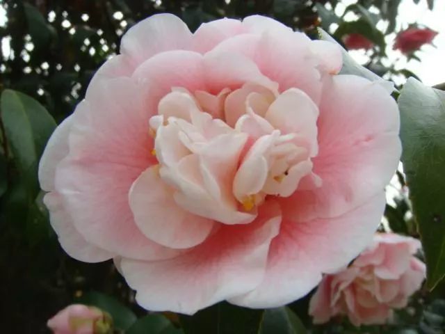 童子面茶花:粉白色的花略带红晕