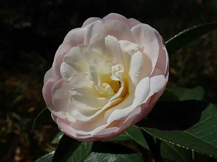童子面茶花:粉白色的花略带红晕