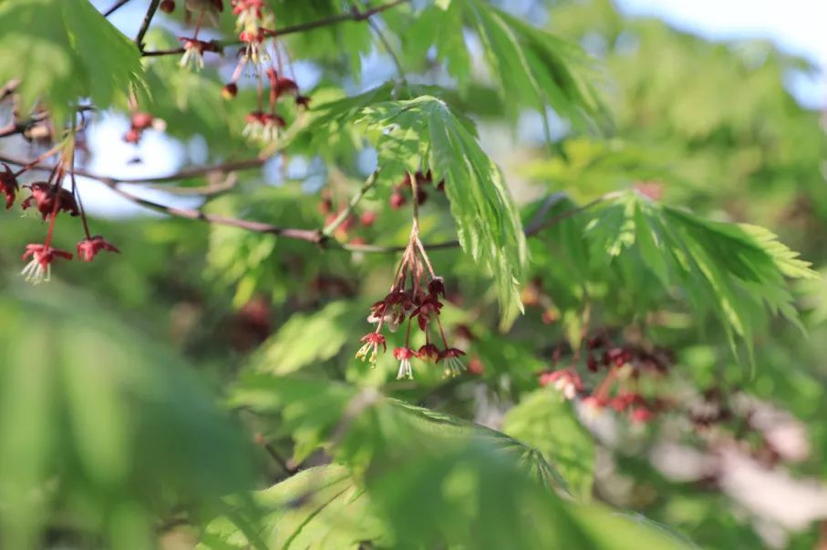 你见过鸡爪槭开花吗?