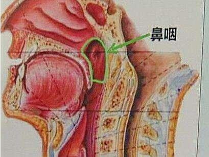 人口中的唾液是一直分泌的吗_唾液分泌图片(3)