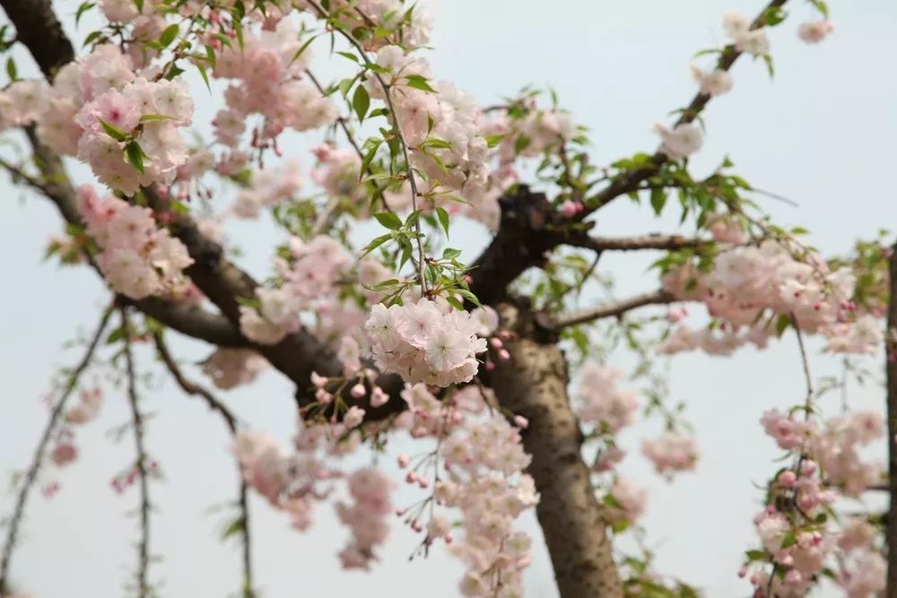 快上车,樱花接力!辰山植物园晚樱唱响"赏樱三部曲,错过等一年