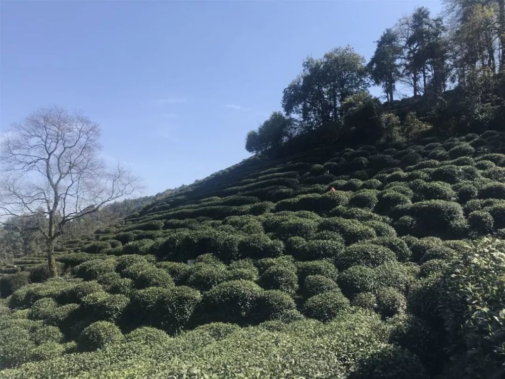 西湖龙井,梅家坞,龙井村