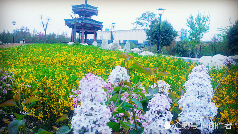 西阳斜照,咸阳丝路公园景色美