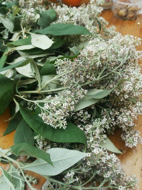 农村清明传统习俗,用密蒙花染色的糯米饭,吃过的人真幸福