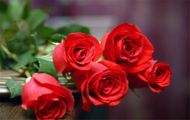 一朵花一个芒果一个蝴蝶猜成语_一只蝴蝶和一朵花图片