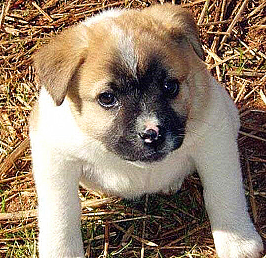 妹子发现一奇怪生物 走到正面一看 直接傻眼 这是猪狗兽 看点快报