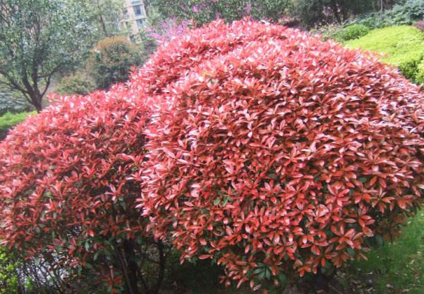 球花石楠 腾讯网