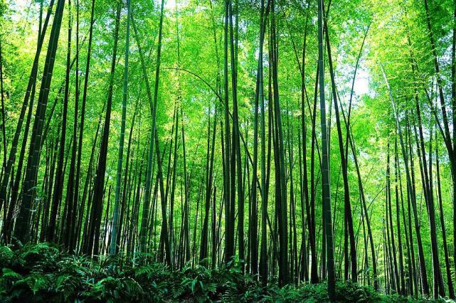 四川一片竹林,7万余亩有竹子58种,还是《卧虎藏龙》拍摄地!