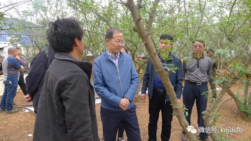 市政协副主席胡炜彤率队到东川调研