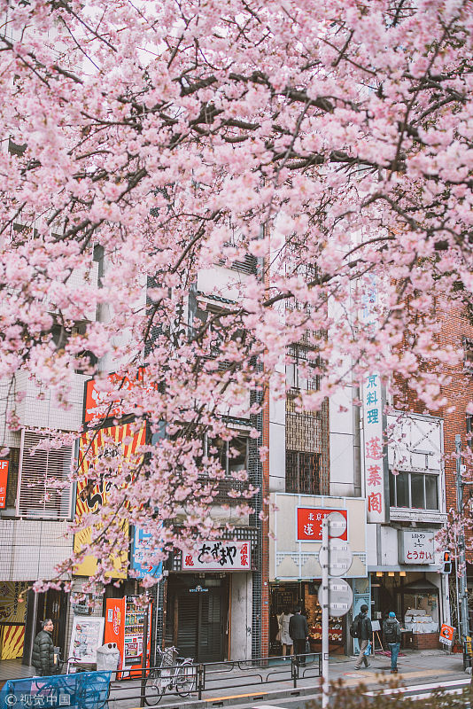 日本樱花开放正盛,粉色街道仿佛置身动漫