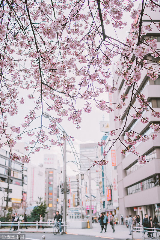 日本樱花开放正盛,粉色街道仿佛置身动漫