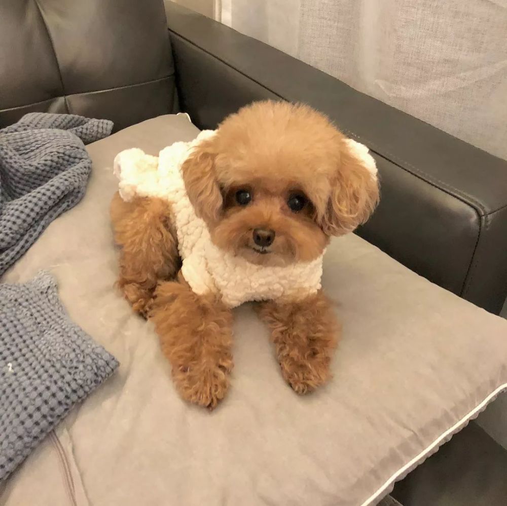 微信号:atdq520 爱泰迪犬贵宾狗狗