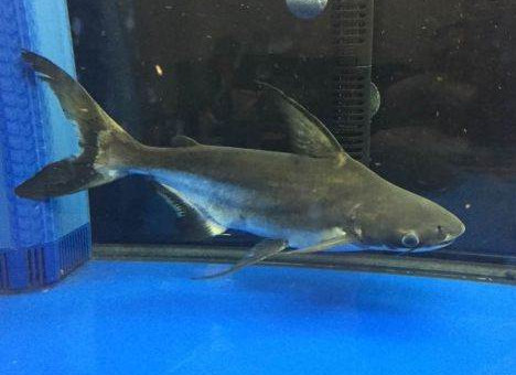 虎头鲨已经成了养殖最多的鲨鱼,你希望你的鱼缸里多一