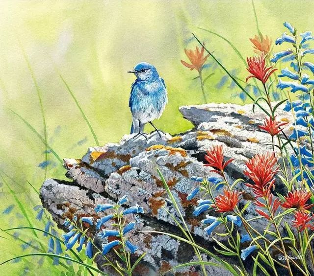 赏心悦目,一组充满着灵动与优雅的水彩花鸟画