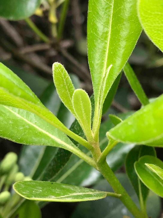 桂花树的新芽